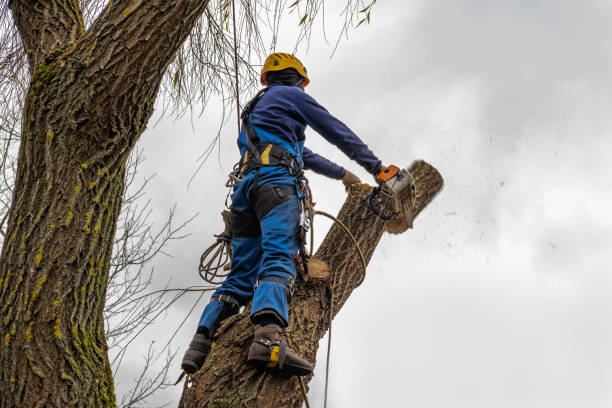 Tree Service Company in Coachella, CA